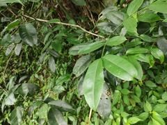 Zanthoxylum laetum