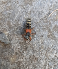 Platydracus stercorarius