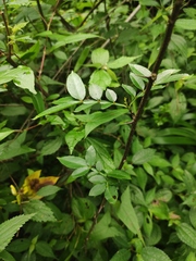 Zanthoxylum armatum