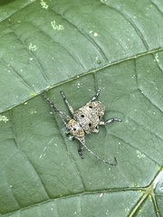 Dichostates quadripunctatus