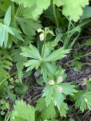 Eranthis tanhoensis