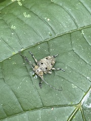 Dichostates quadripunctatus