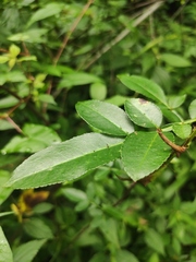 Zanthoxylum armatum