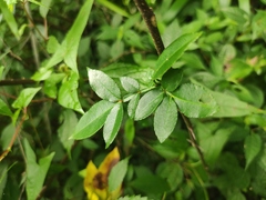 Zanthoxylum armatum