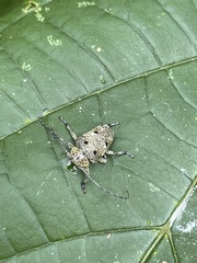 Dichostates quadripunctatus