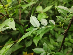 Zanthoxylum armatum