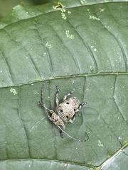 Dichostates quadripunctatus