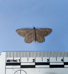 Philereme vetulata