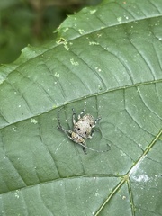 Dichostates quadripunctatus