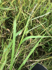 Paspalum boscianum