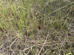 Euphydryas editha bayensis