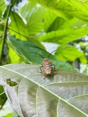 Sternotomis chrysopras