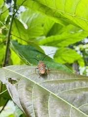 Sternotomis chrysopras