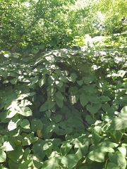 Reynoutria × bohemica