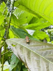 Sternotomis chrysopras