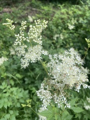 Filipendula ulmaria