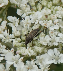 Plagiognathus arbustorum