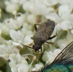 Plagiognathus arbustorum