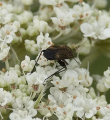 Plagiognathus arbustorum