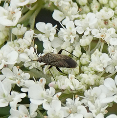 Plagiognathus arbustorum