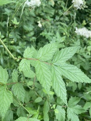 Filipendula ulmaria