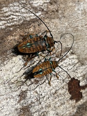 Sternotomis chrysopras