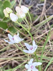 Asclepias feayi image