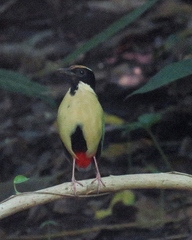 Pitta concinna
