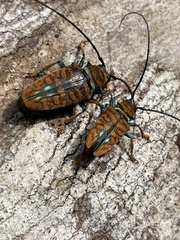 Sternotomis chrysopras