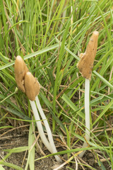 Conocybe deliquescens