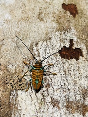 Sternotomis chrysopras