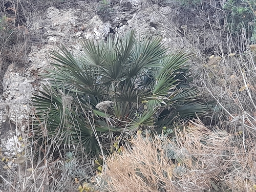 Chamaerops humilis