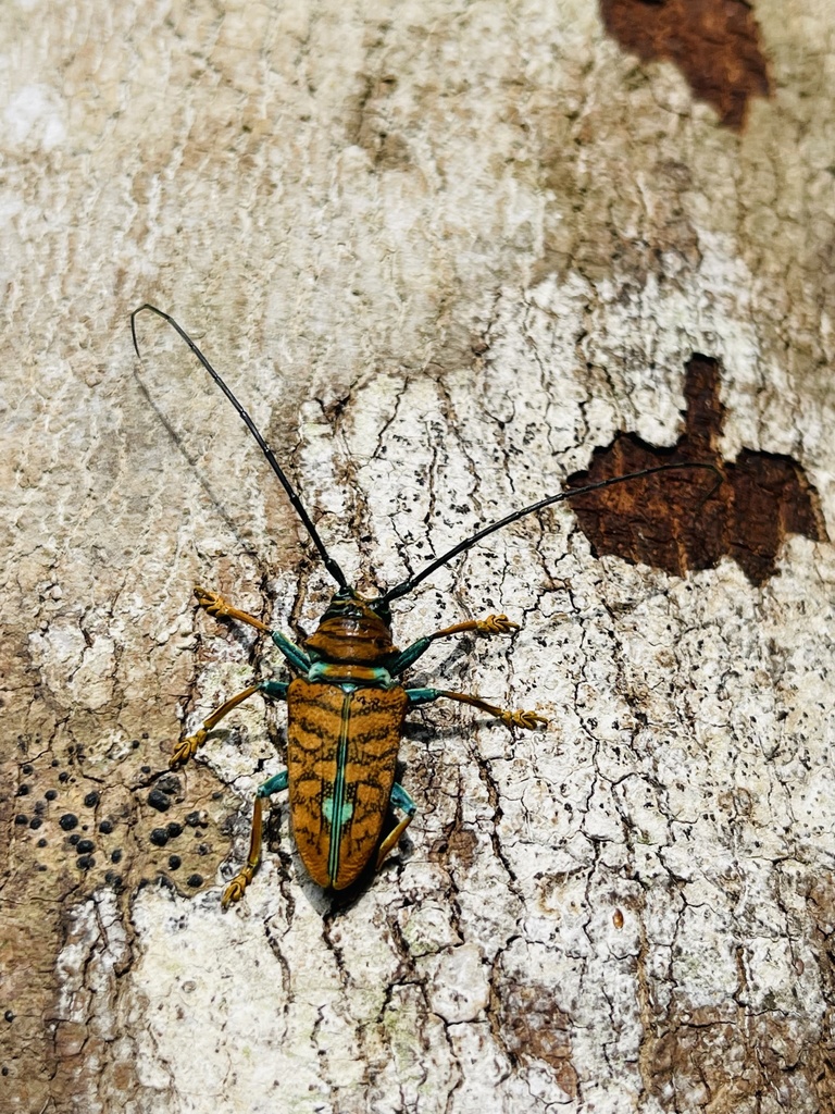 Sternotomis chrysopras