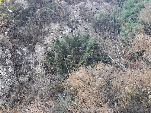 Chamaerops humilis