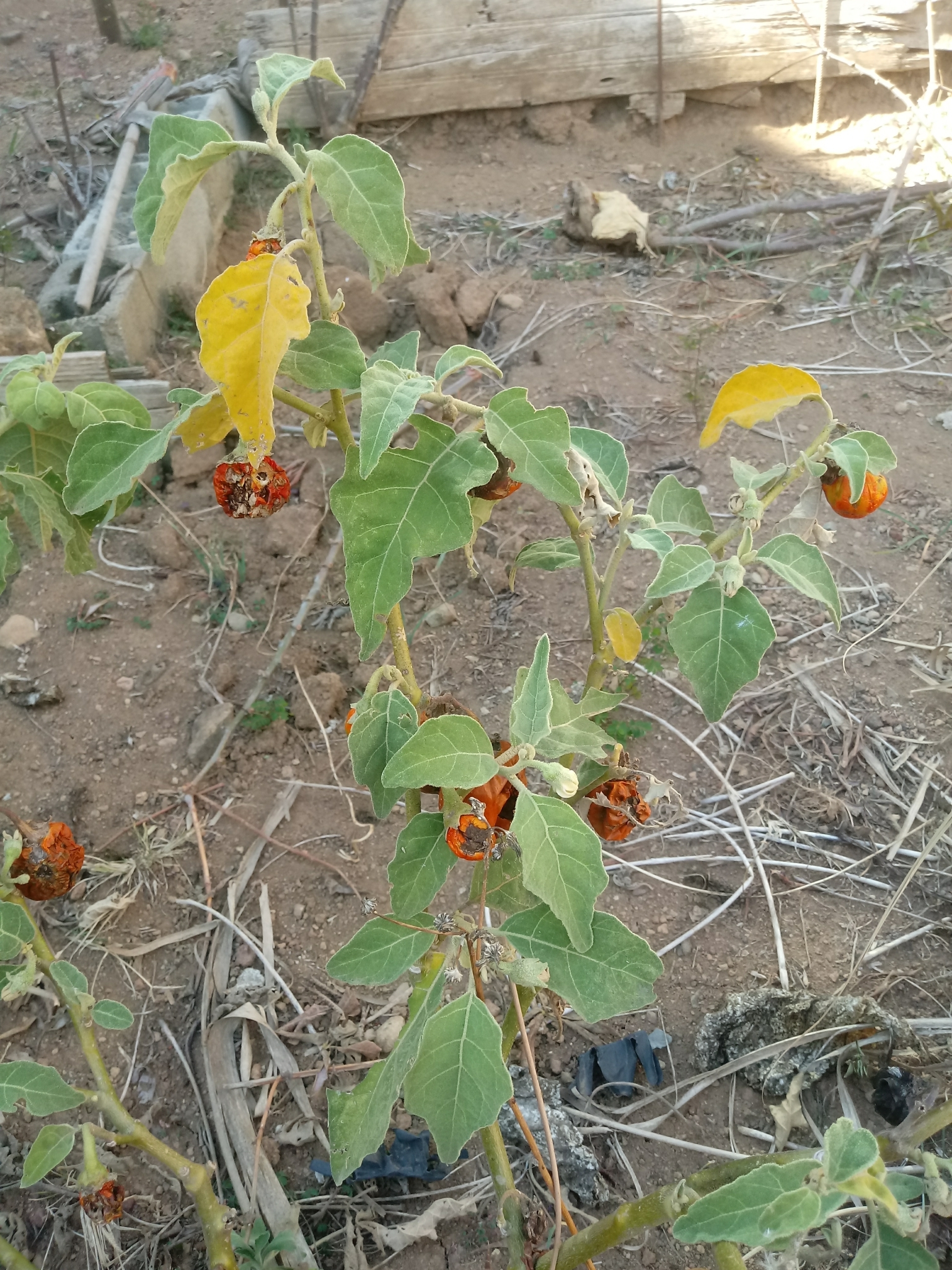 Solanum aethiopicum