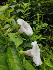 Calystegia hederacea