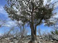Forchhammeria watsonii
