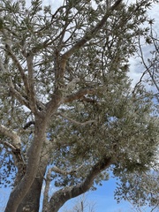 Forchhammeria watsonii