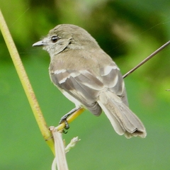 Olive-Chested Flycatcher photo 3