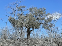 Forchhammeria watsonii