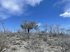 Forchhammeria watsonii