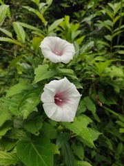 Calystegia hederacea