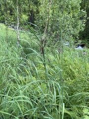 Calamagrostis purpurea