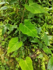 Reynoutria multiflora
