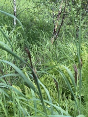 Calamagrostis purpurea