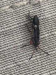 Paromius longulus