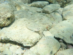 Gobius bucchichi