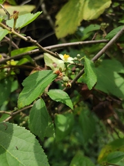Grewia biloba