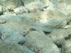 Gobius bucchichi