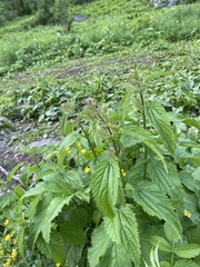 Urtica galeopsifolia